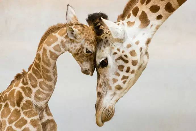 15张经典动物母爱照片，温暖你的心-微刊