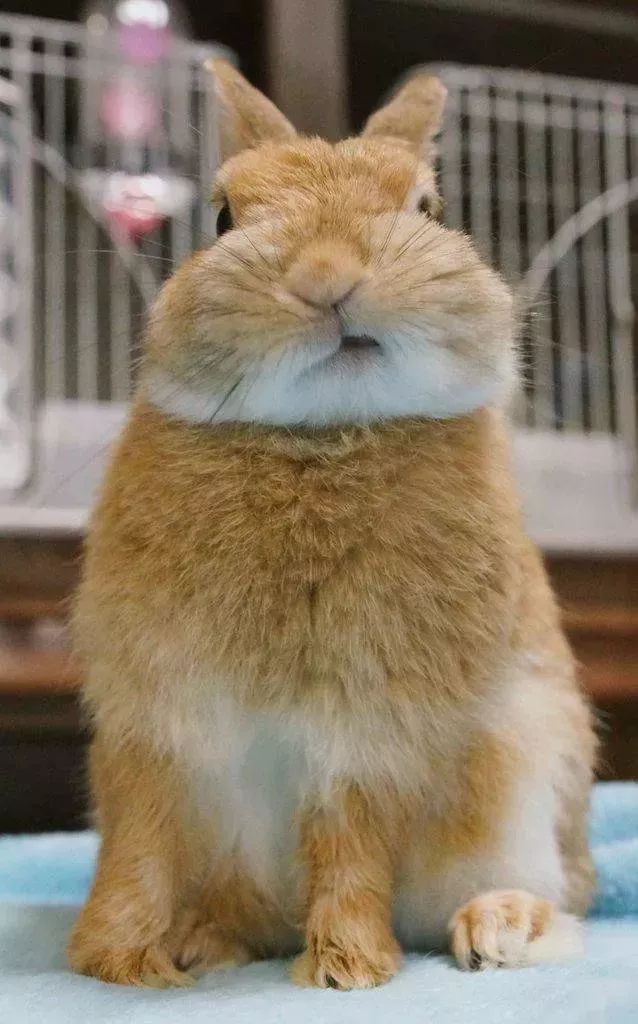 日本这位铲屎官一口气养了8只兔兔，每一只都萌得不可思议-微刊