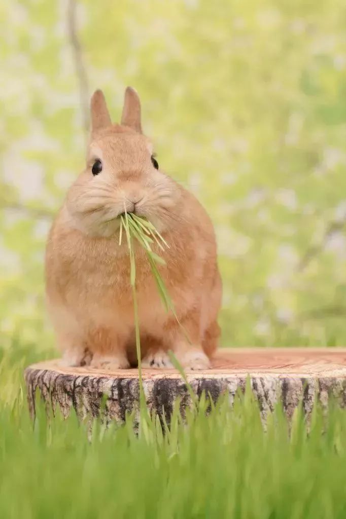 日本这位铲屎官一口气养了8只兔兔，每一只都萌得不可思议-微刊